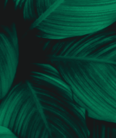 Close up of green leafs