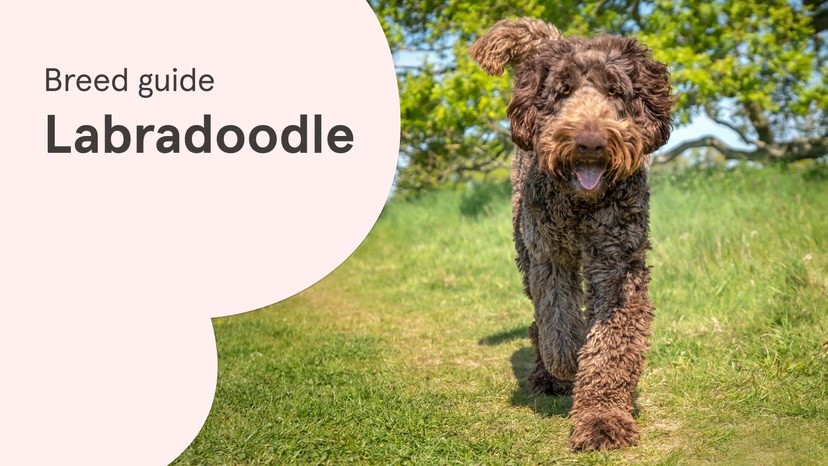 A chocolate Labradoodle with a thick curly coat trots along a grassy path towards the camera, alongside a "Breed guide: Labradoodle" text graphic on a pale pink background.