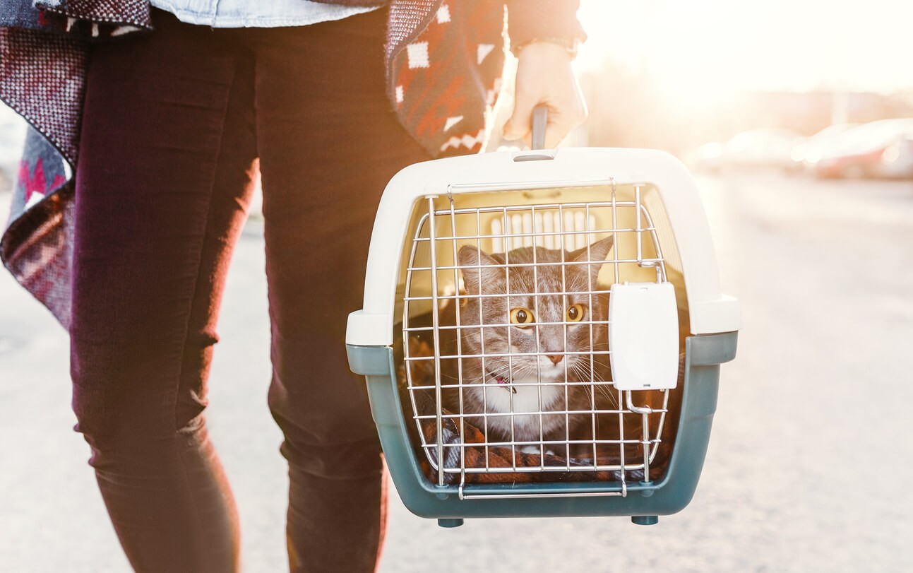 cat in a carrier