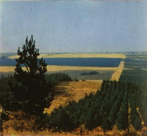 Programa forestal de Corfo.