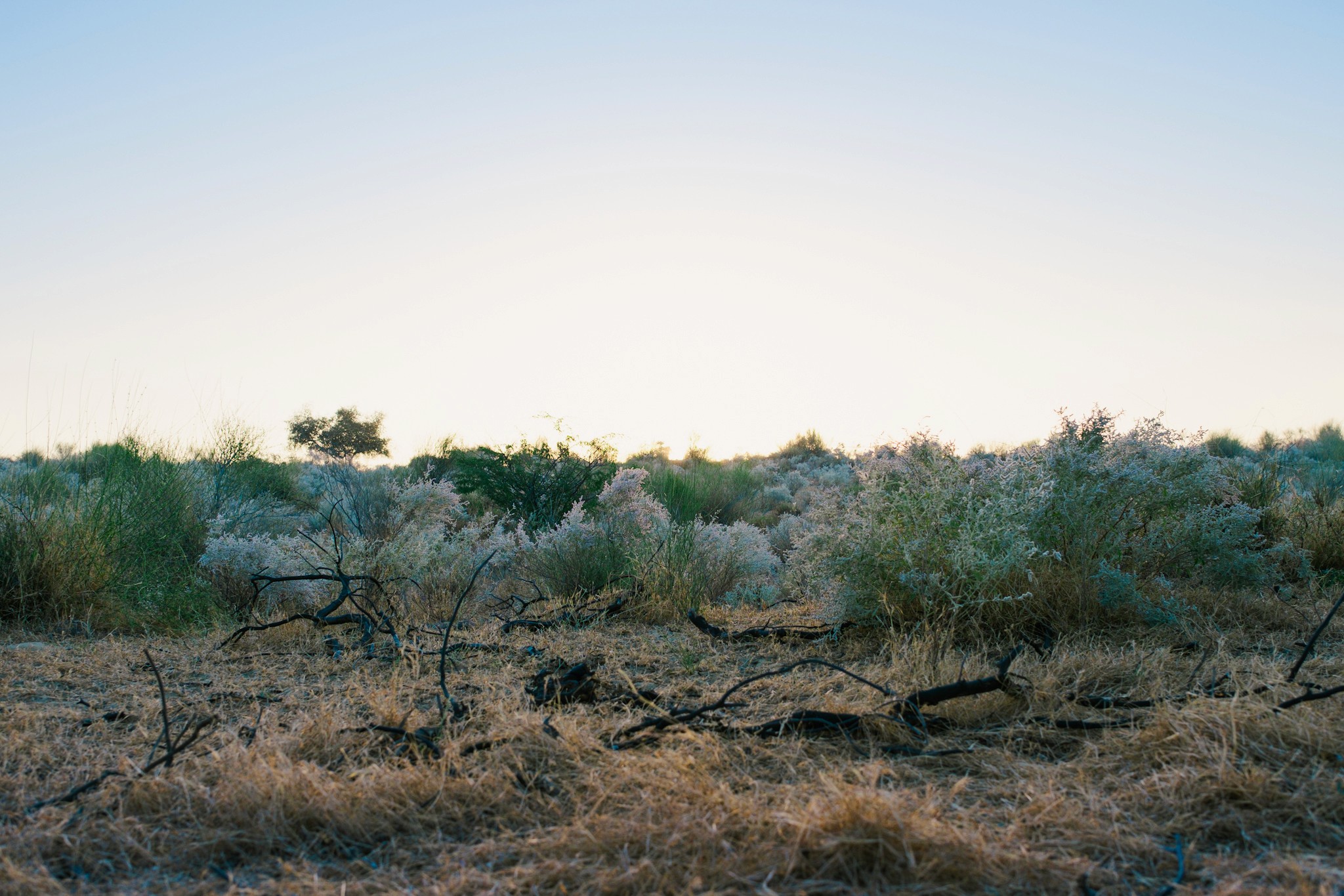 vegetation of the thar desert