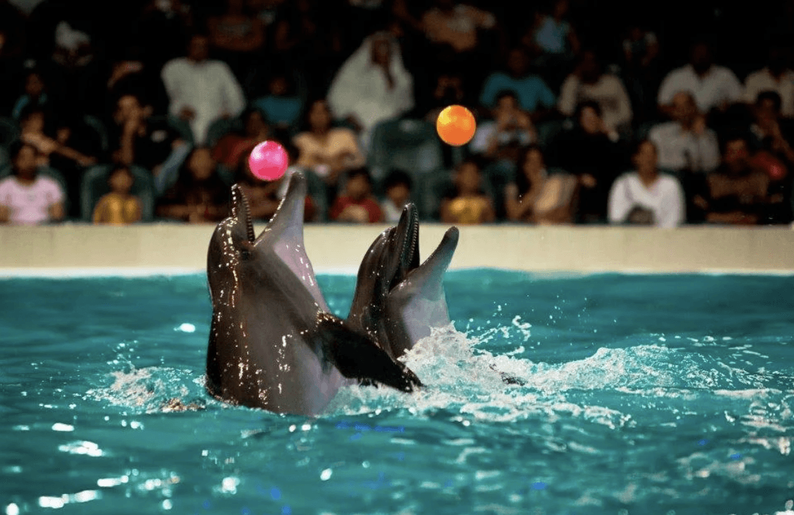 delfin show