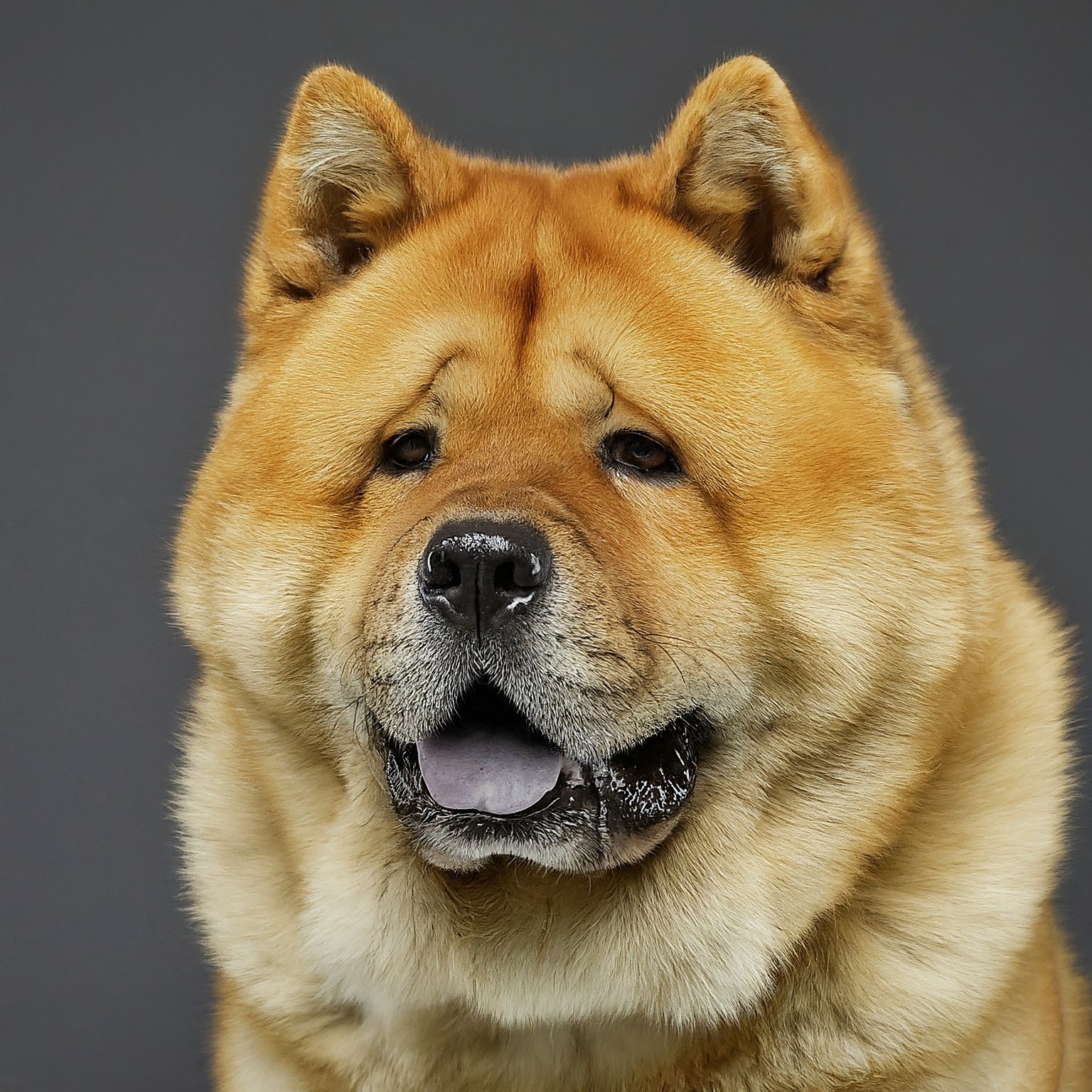 BUDDYUNO, Akita Chow