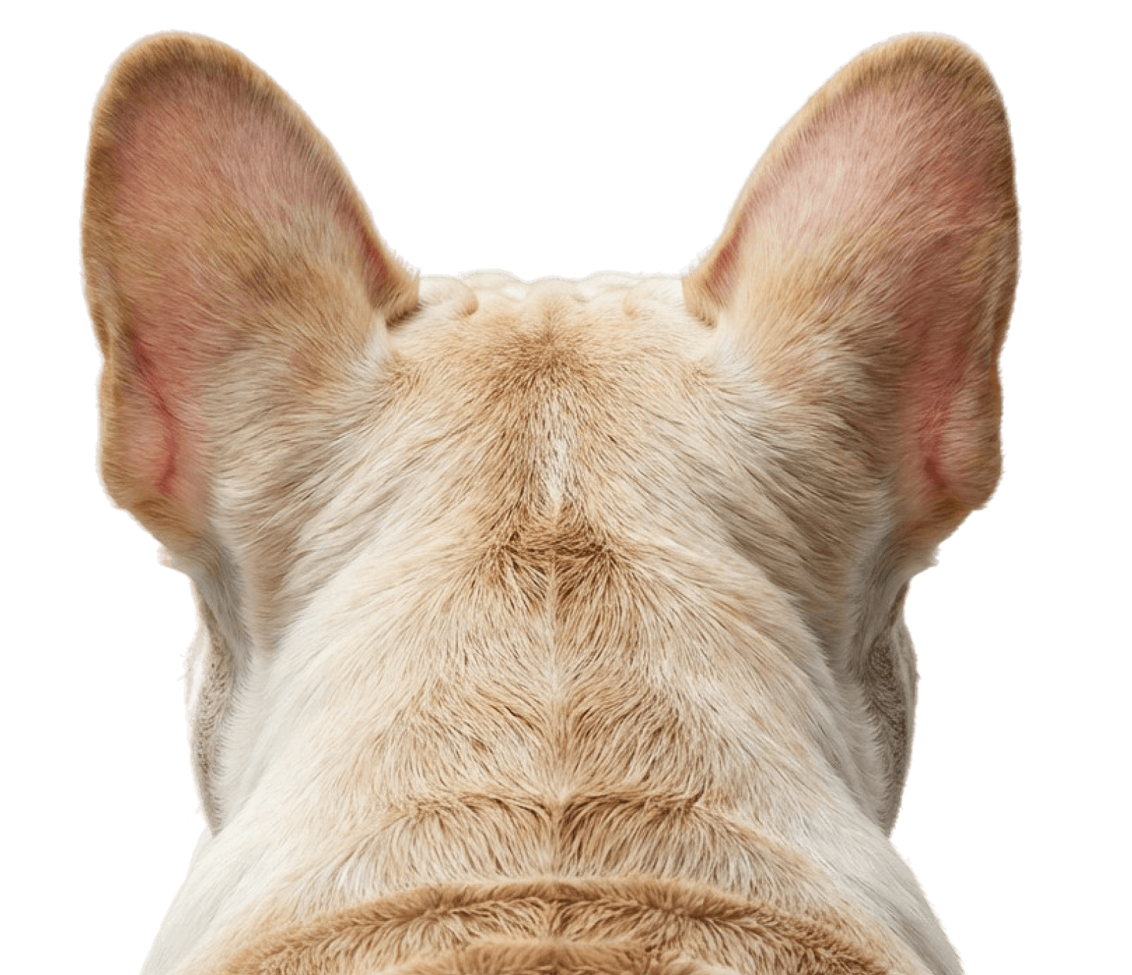 pawstreet dog