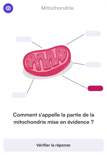 Exemple de flashcard avec Image Occlusion 3