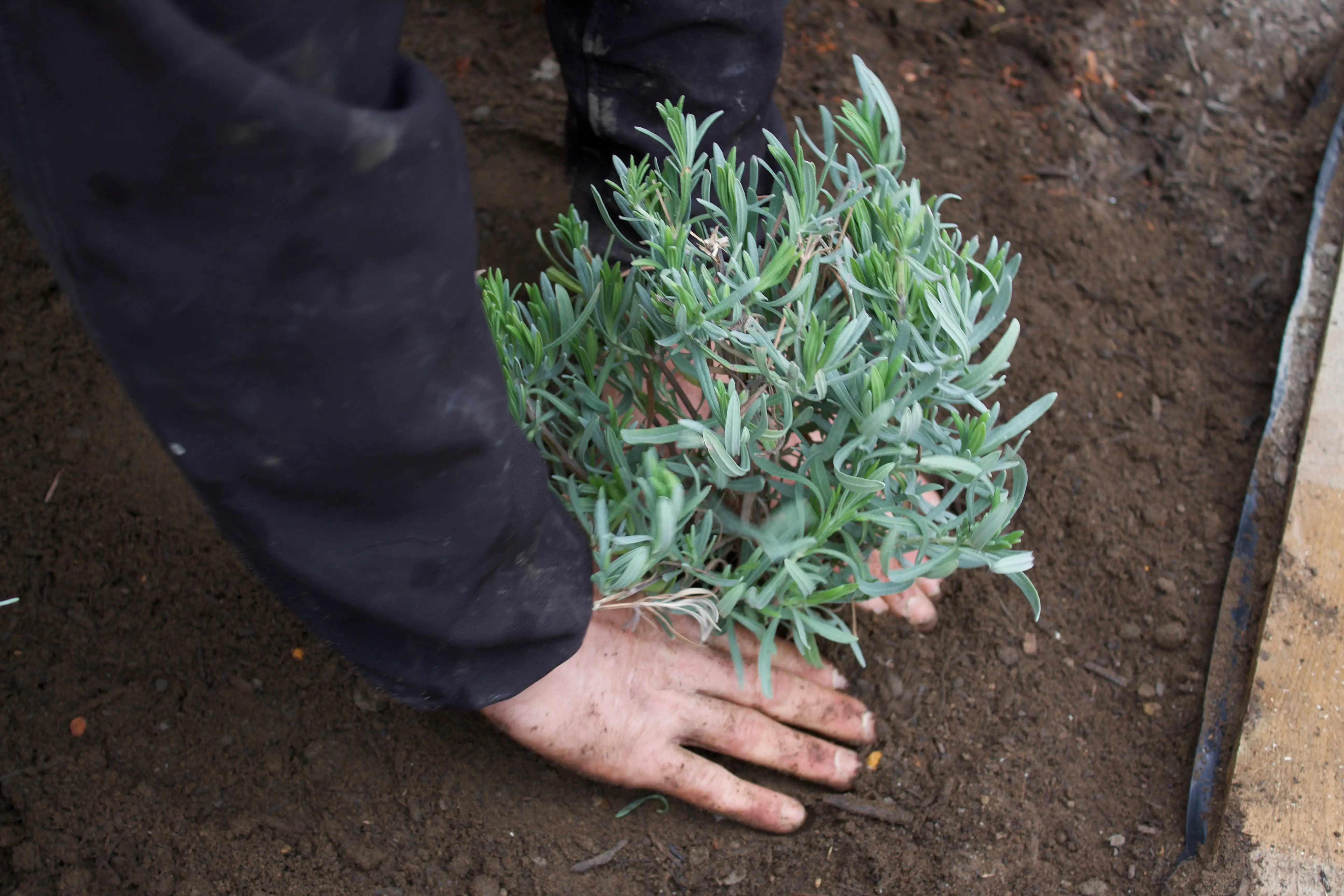 A hand planting a small green plant into brown soil outdoors.
