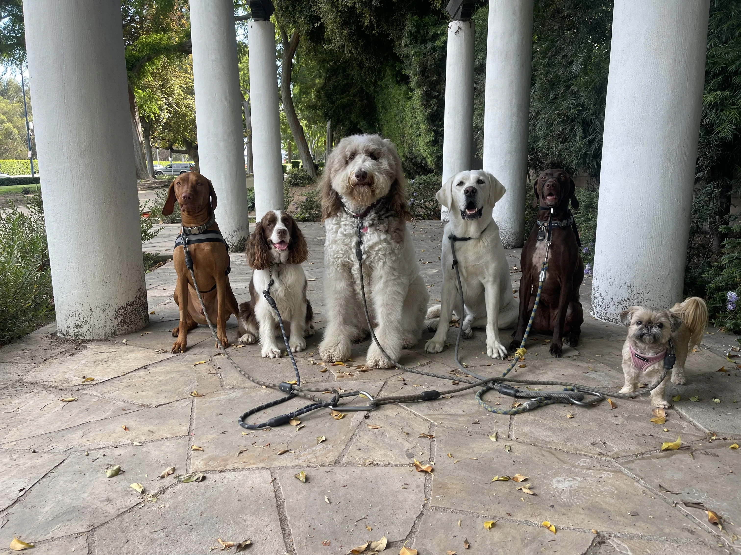 Six leashed dogs seated between white columns on a stone patio