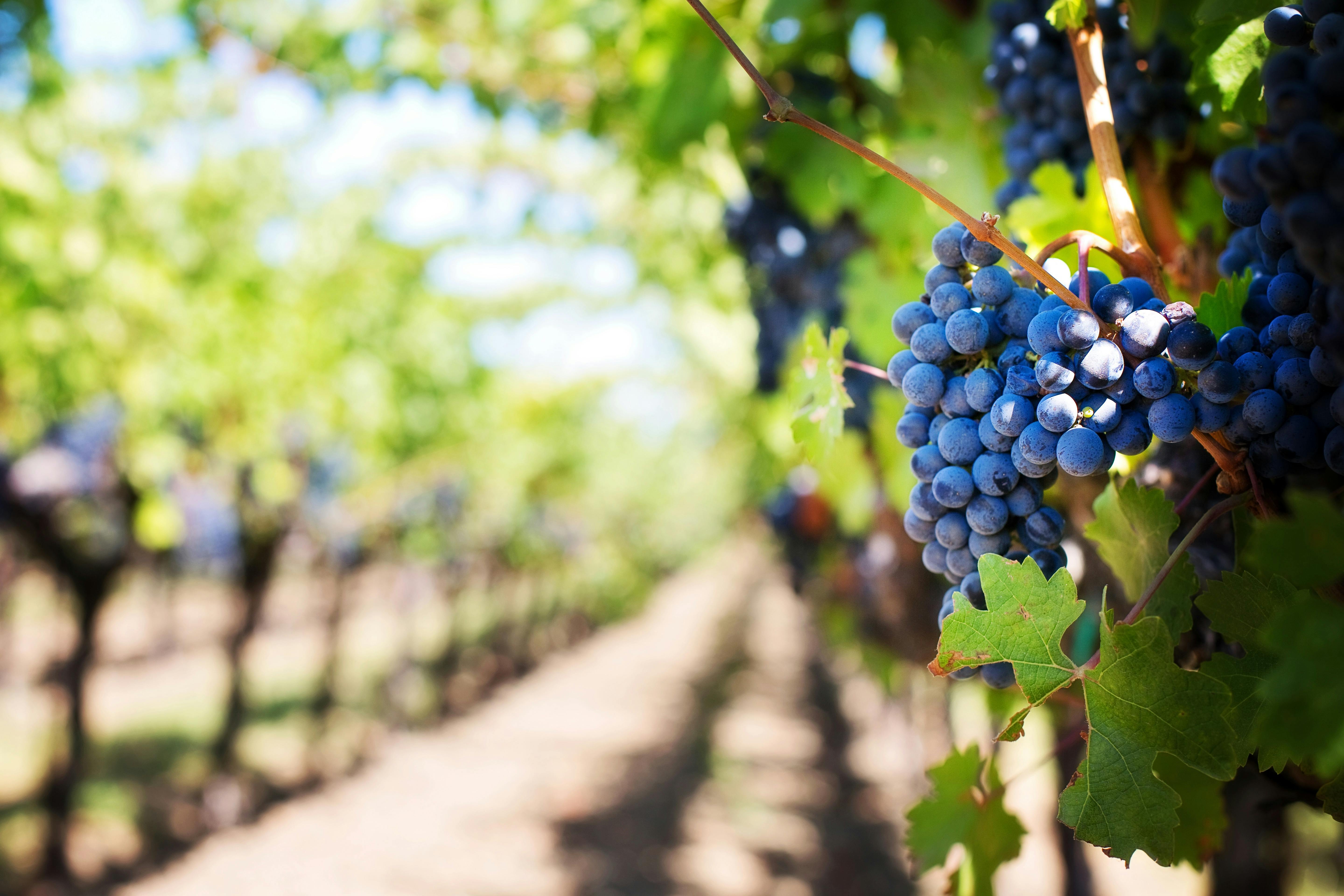 wine grapes of Northern California