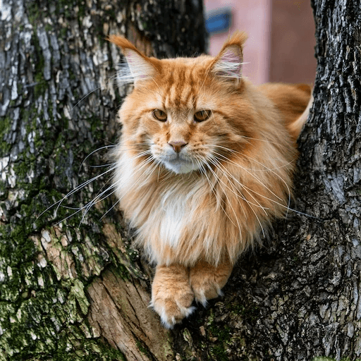 Aslan en el árbol