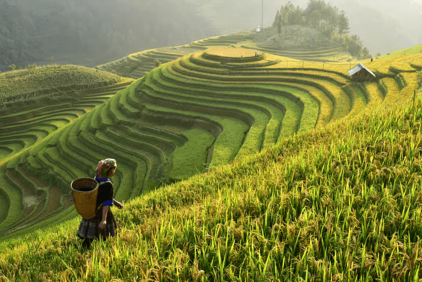 This image depicts a vibrant tea plantation in Vietnam