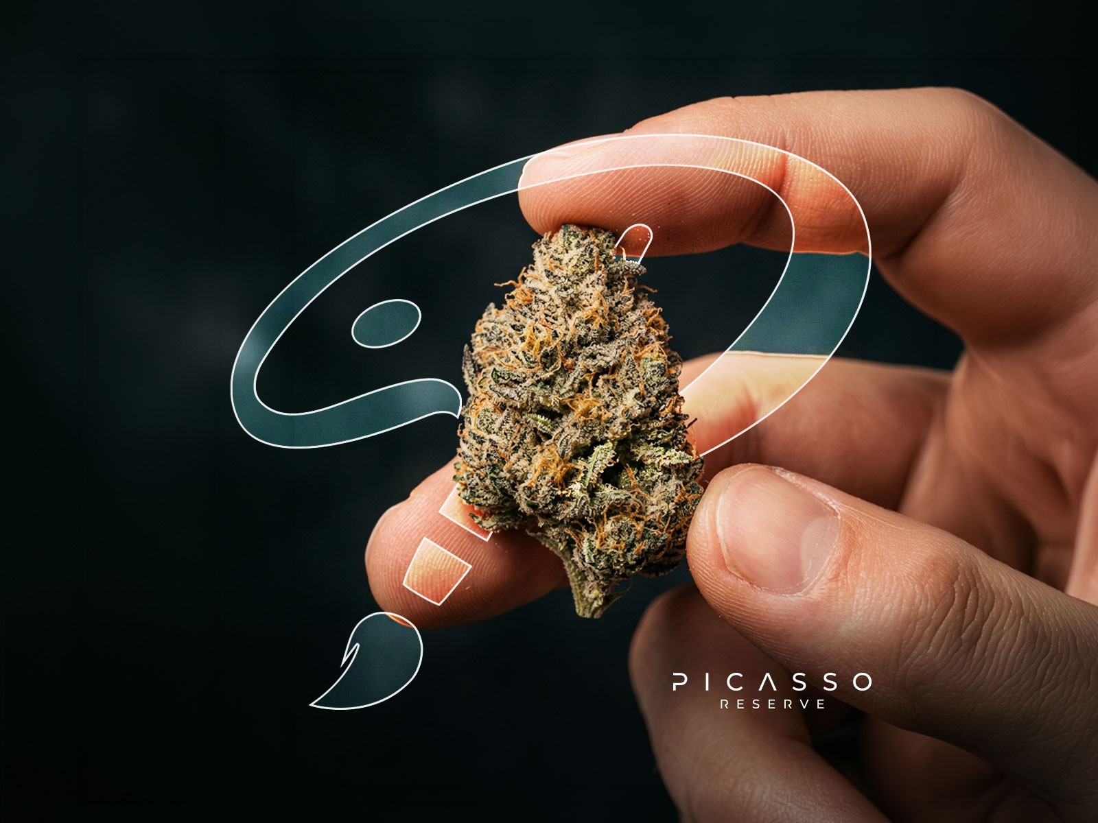 Hand holding cannabis bud with Picasso logomark in the background