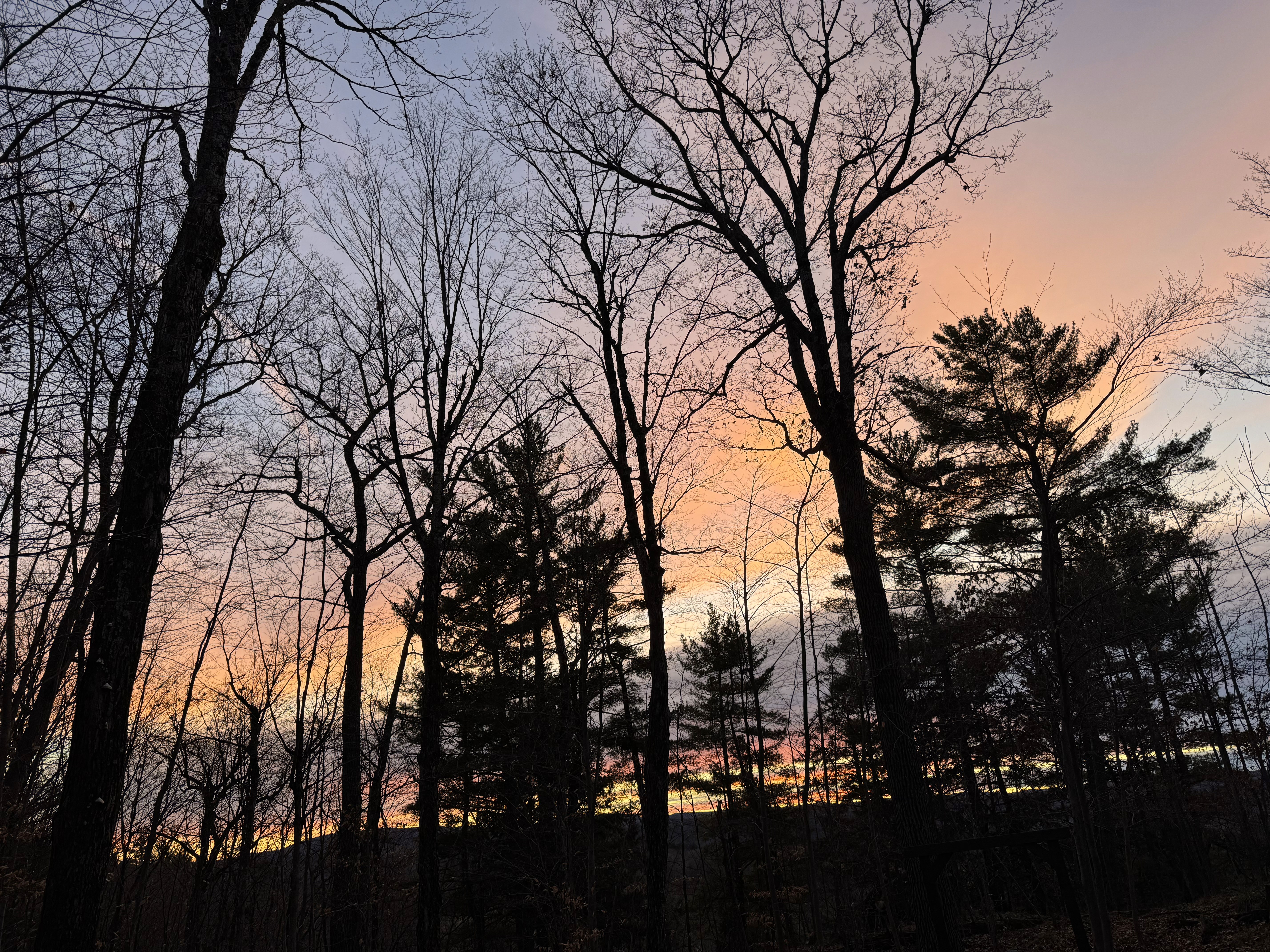 A sky at dusk, with orange, blue, and yellow visible, against a dark silhouetted forest with trees. Photo by Rafia Mahli, November 2024.