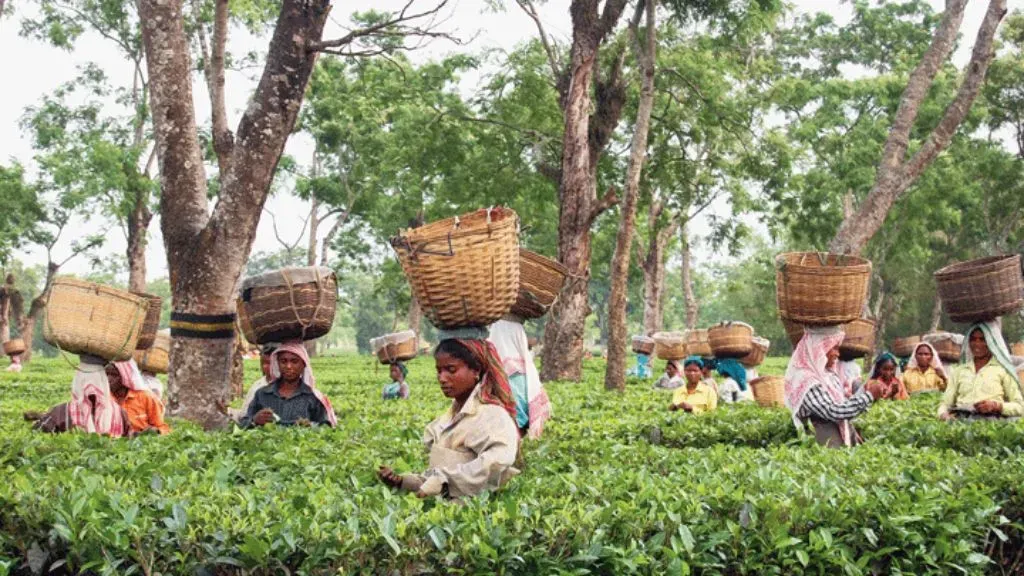 Assam Coffee Plantations in Dirubargh
