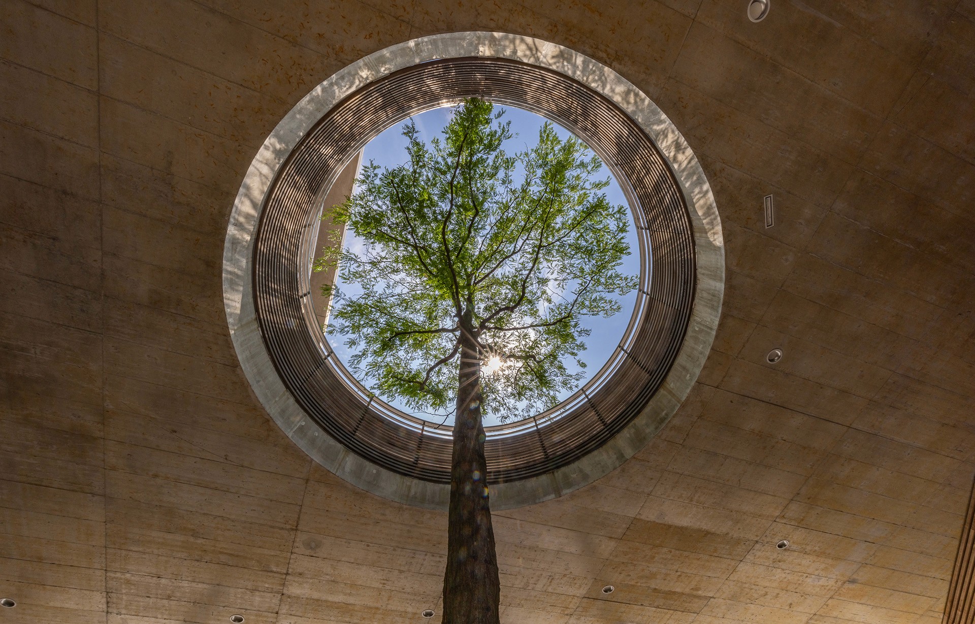 Baum wächst durch eine runde Öffnung im Betondach und bildet einen natürlichen Mittelpunkt.