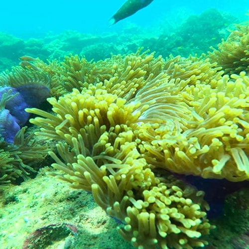在清澈的湛蓝海水中,明亮的黄色海葵构成了生动的水下景象。