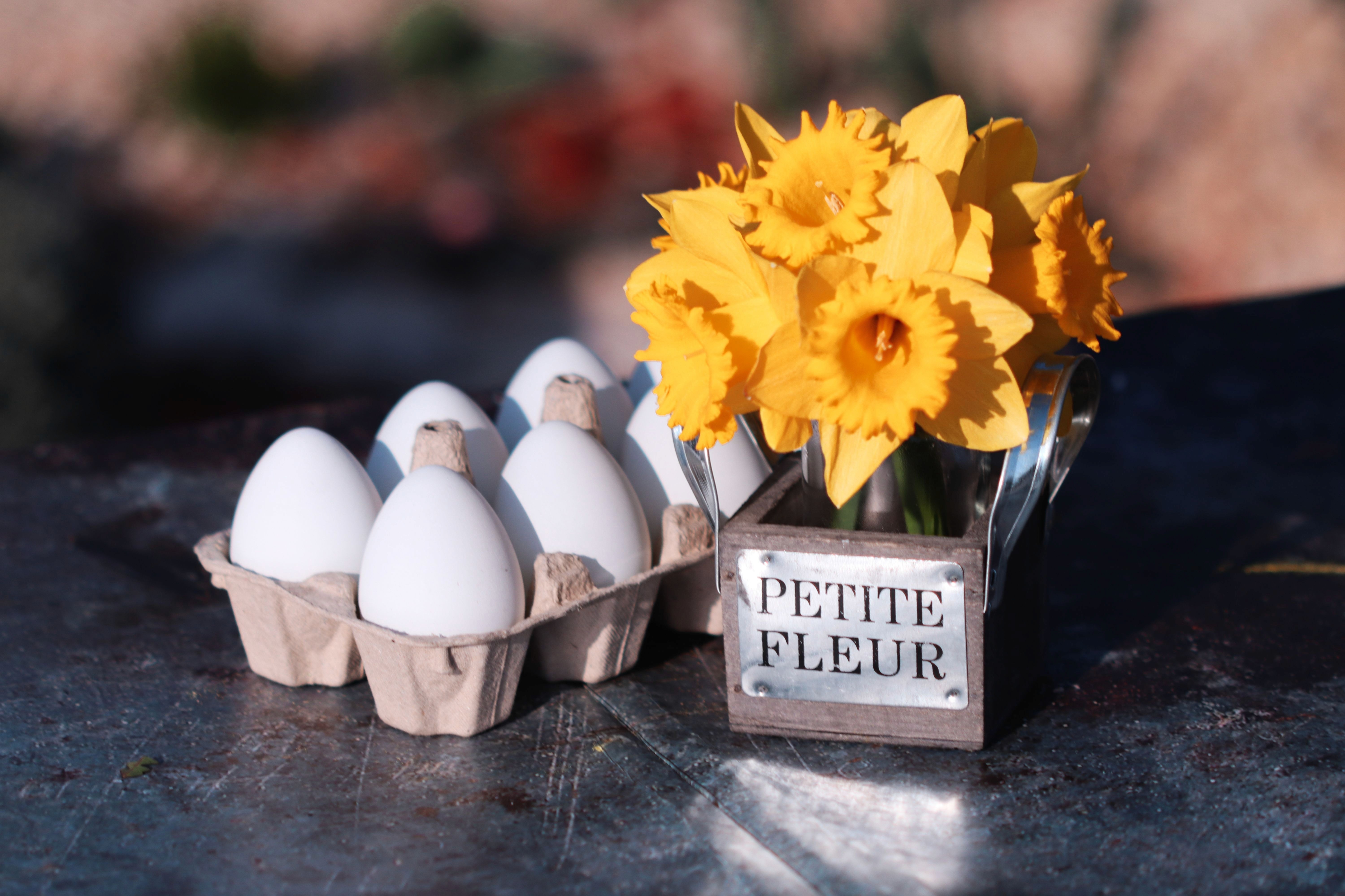 Oeufs frais et jonquilles en fleur, symbole du printemps et de la fraîcheur. Décoration de Pâques.