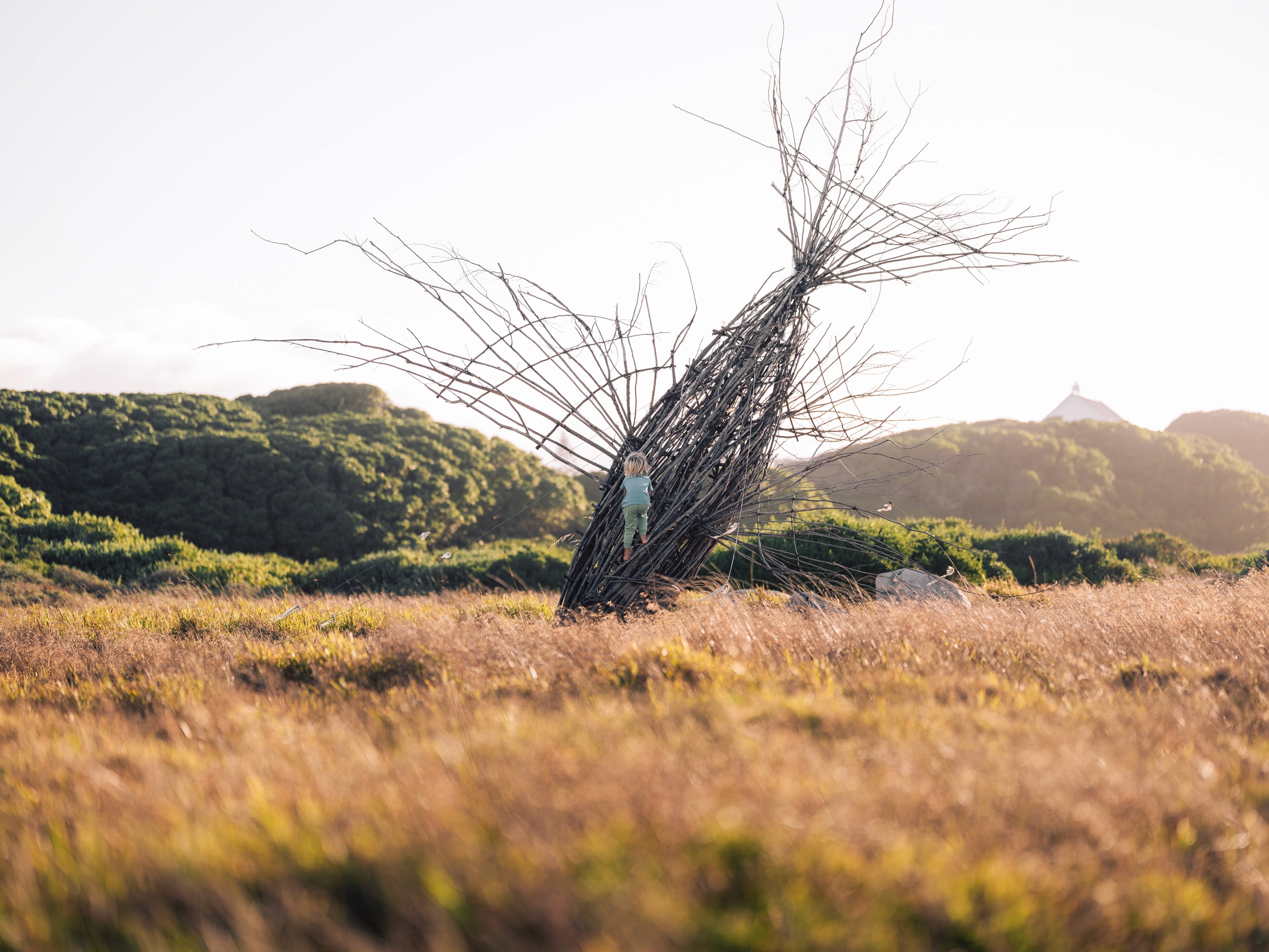 treeclimber