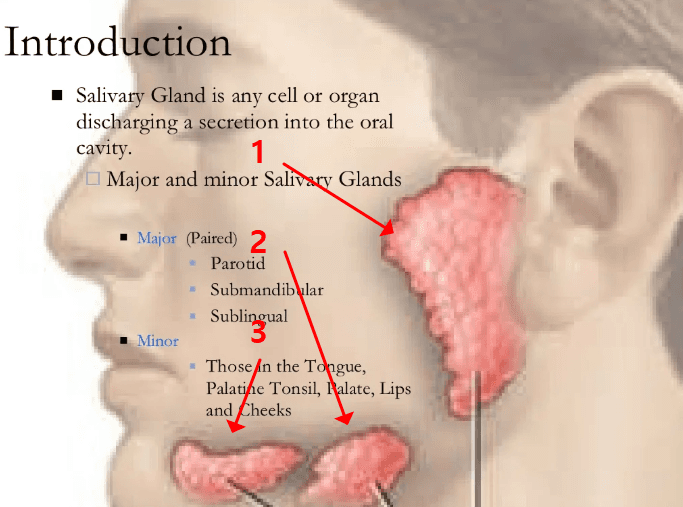 침샘보톡스-세가지침샘