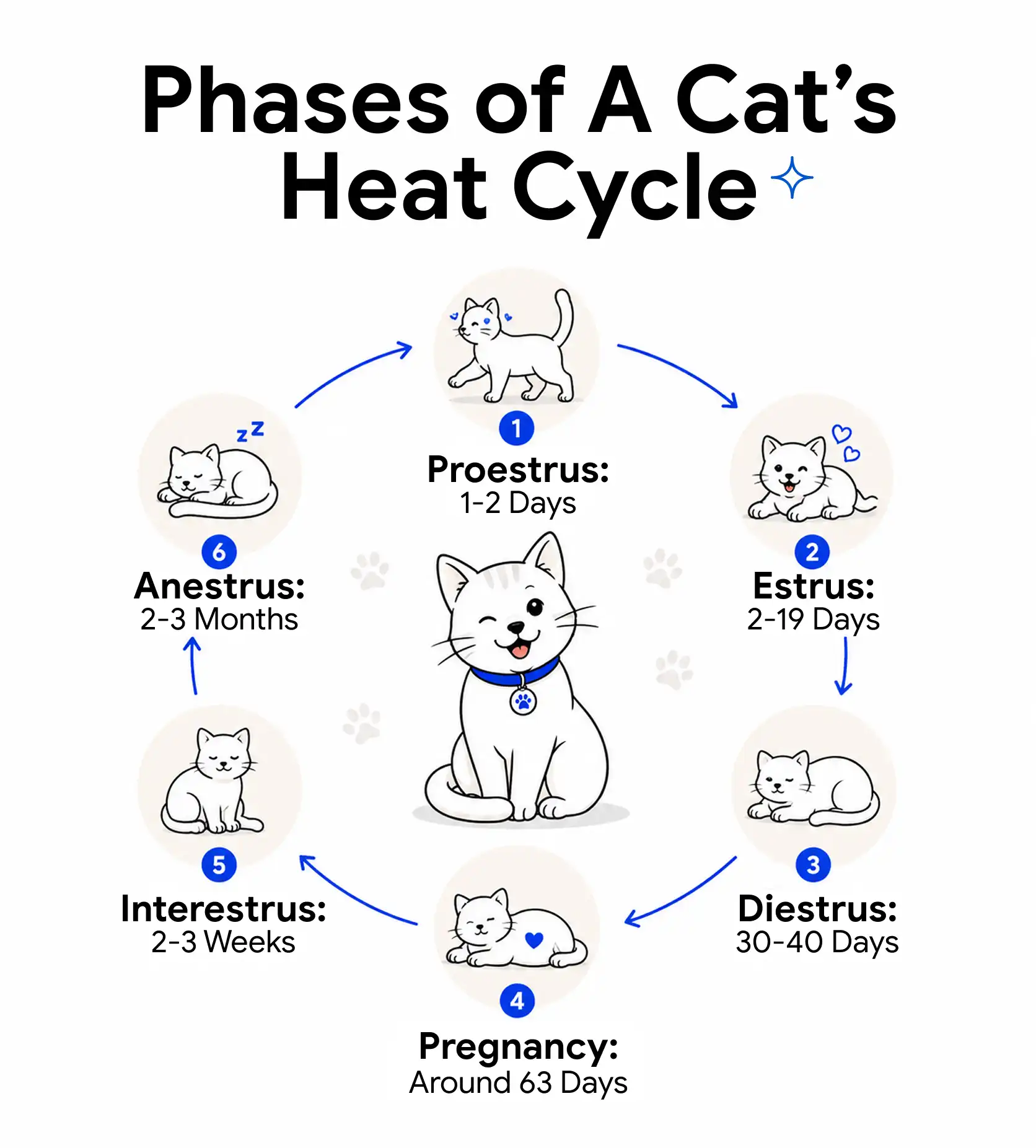 Phases of A Cat's Heat Cycle