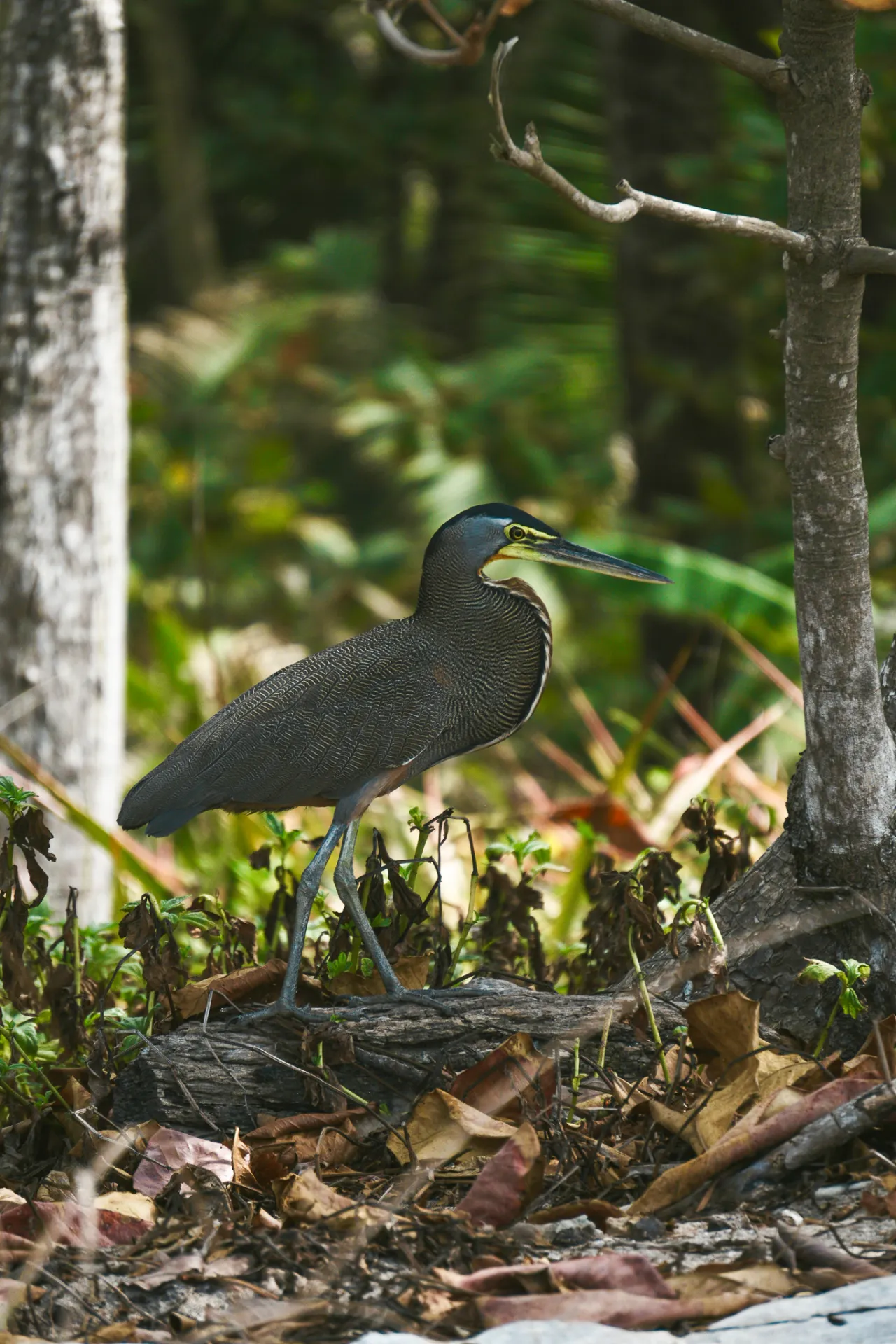 Bare-throated tiger heron standing among fallen leaves in the forest near Santa Teresa