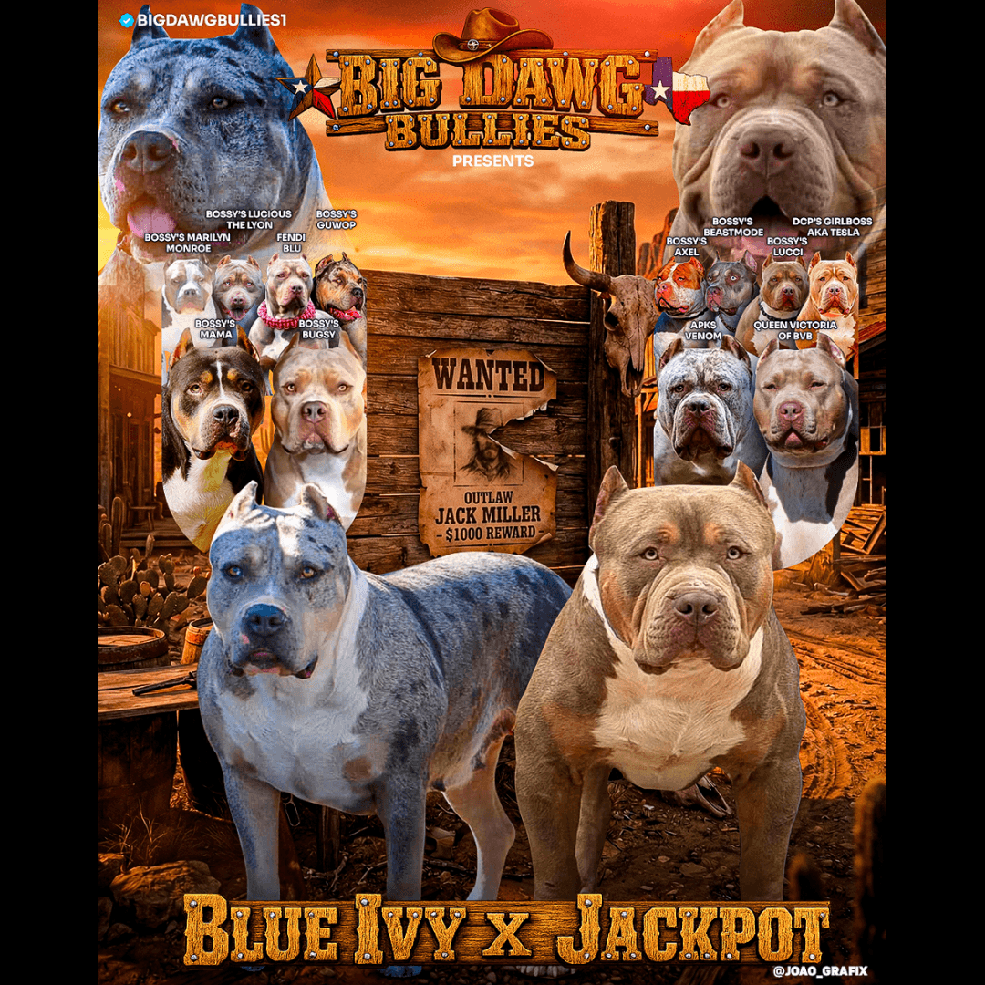 American Bully XL Puppies for Sale