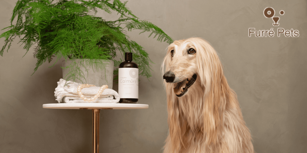 Afghan Hound beside Calmûre dog cleanser and spa-inspired display by Furré Pets.