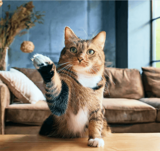 Cat with a raised paw on a coffee table, inviting clarity on therapy billing