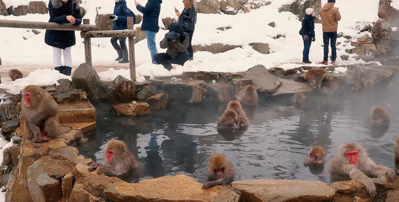 Visitors in winter clothing watching snow monkeys at the Jigokudani hot spring pool