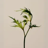 Elegant Green Plant