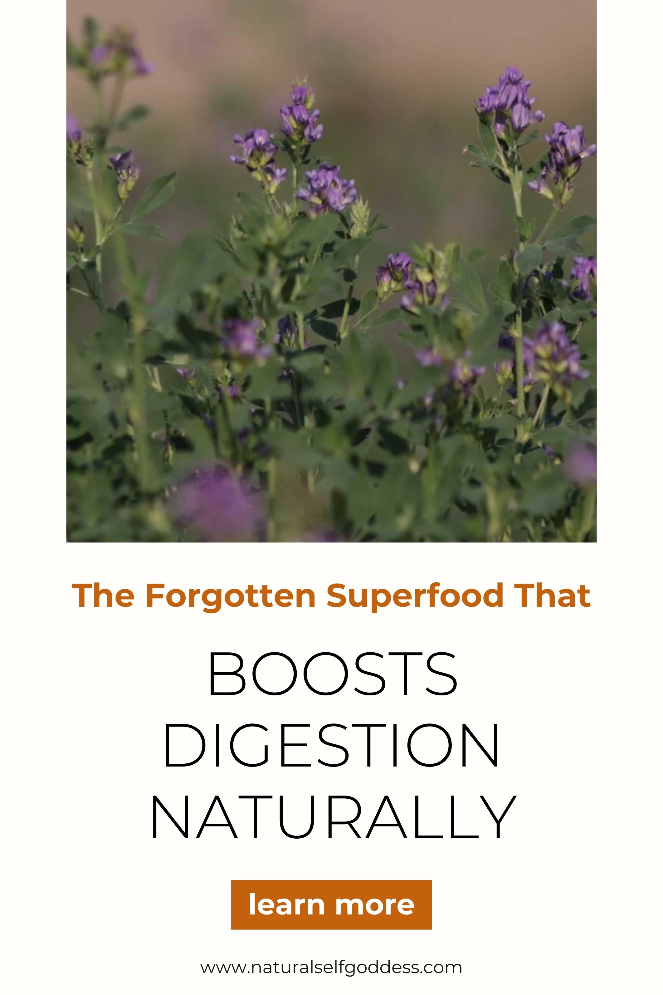 Herbal Apothecary & DIY