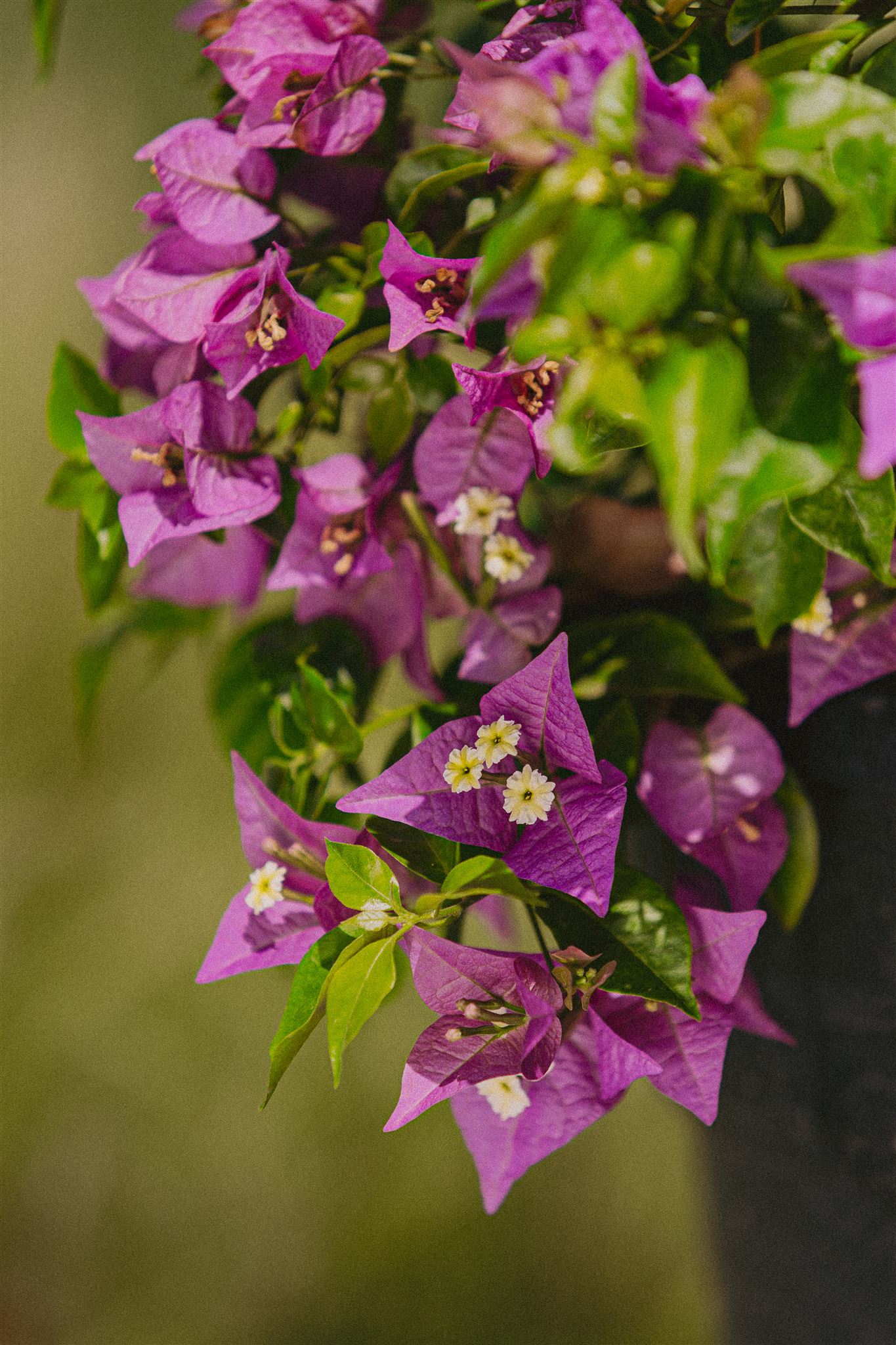 Eiviss Garden - Flowers