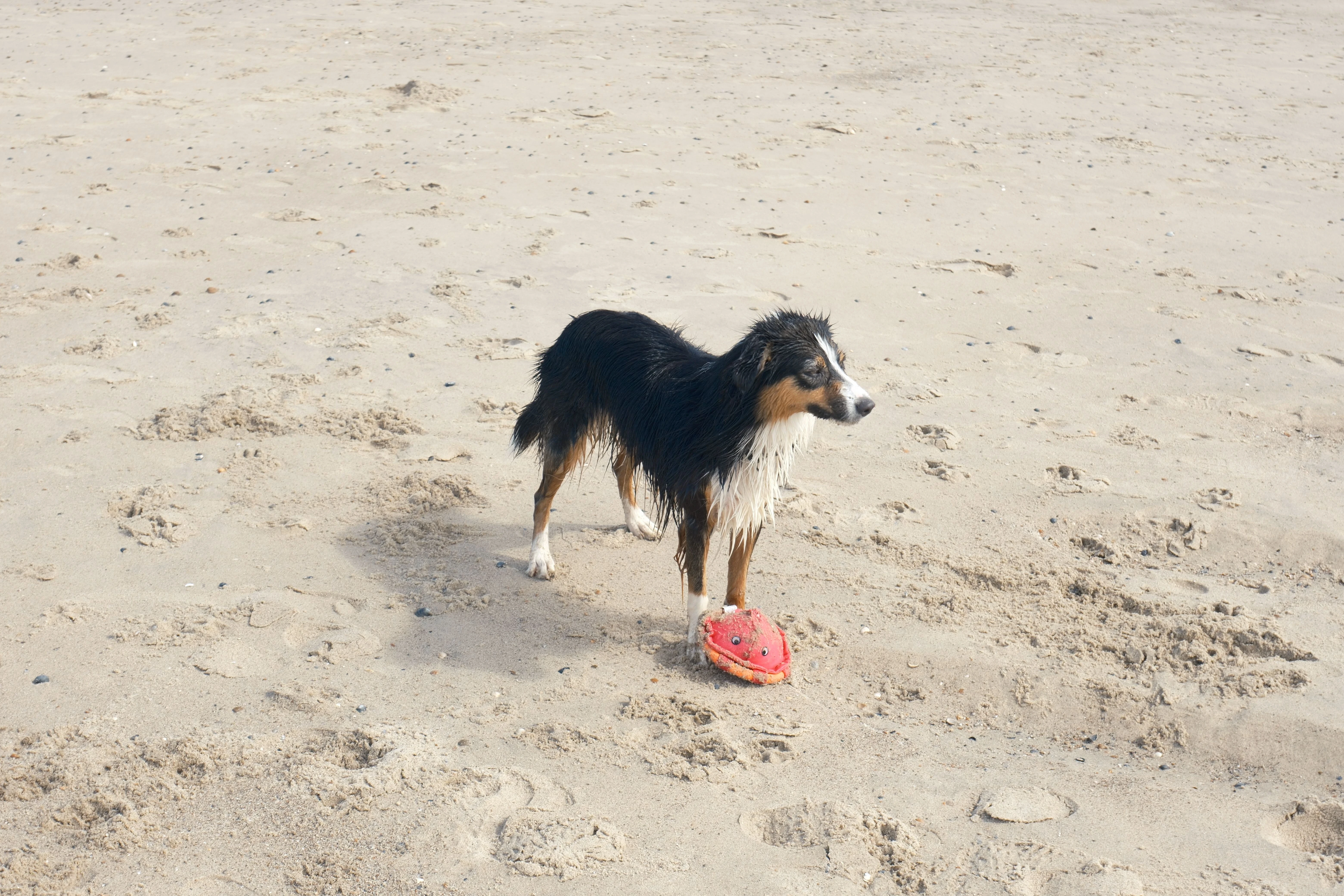 a shepard dog playing on a beach