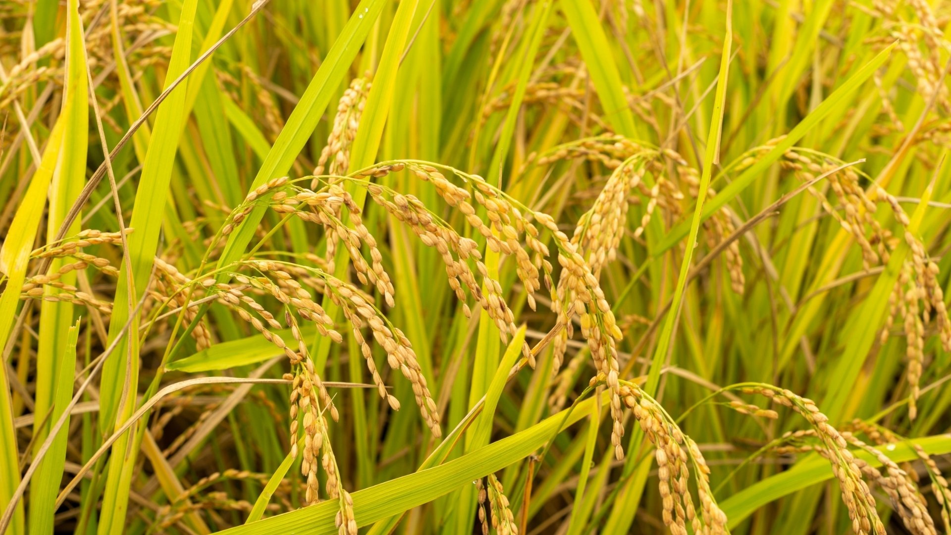 Top Paddy Crop Diseases Every Farmer Should Know