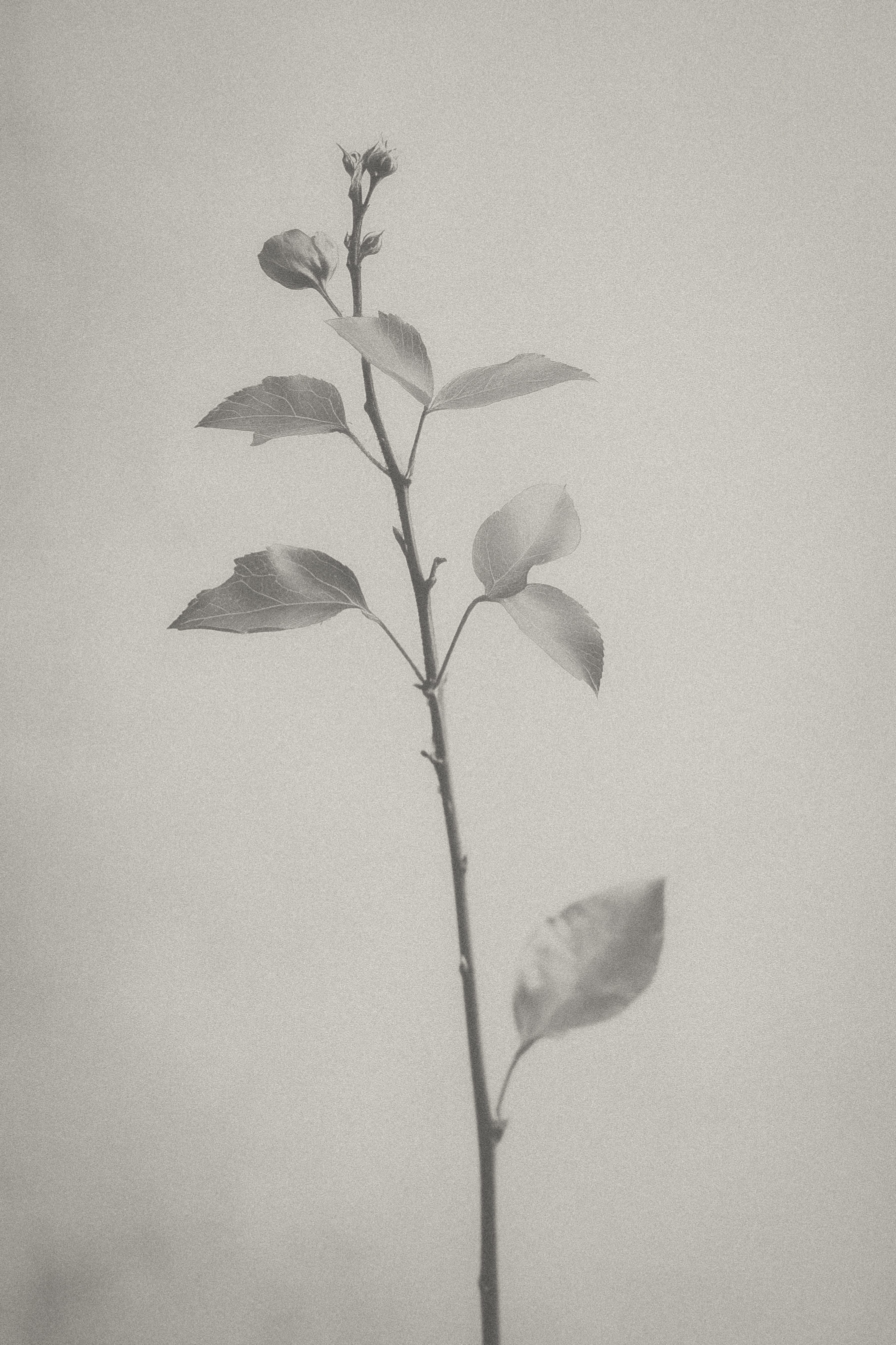 A single, slender rose stem with a few leaves and a closed flower bud, set against a softly blurred, neutral background. The image is predominantly in shades of black and white, highlighting the delicate textures of the leaves and stem.