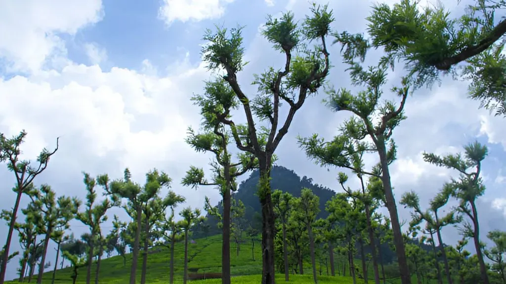 Nilgiri Hills Coffee & Tea Plantations.webp