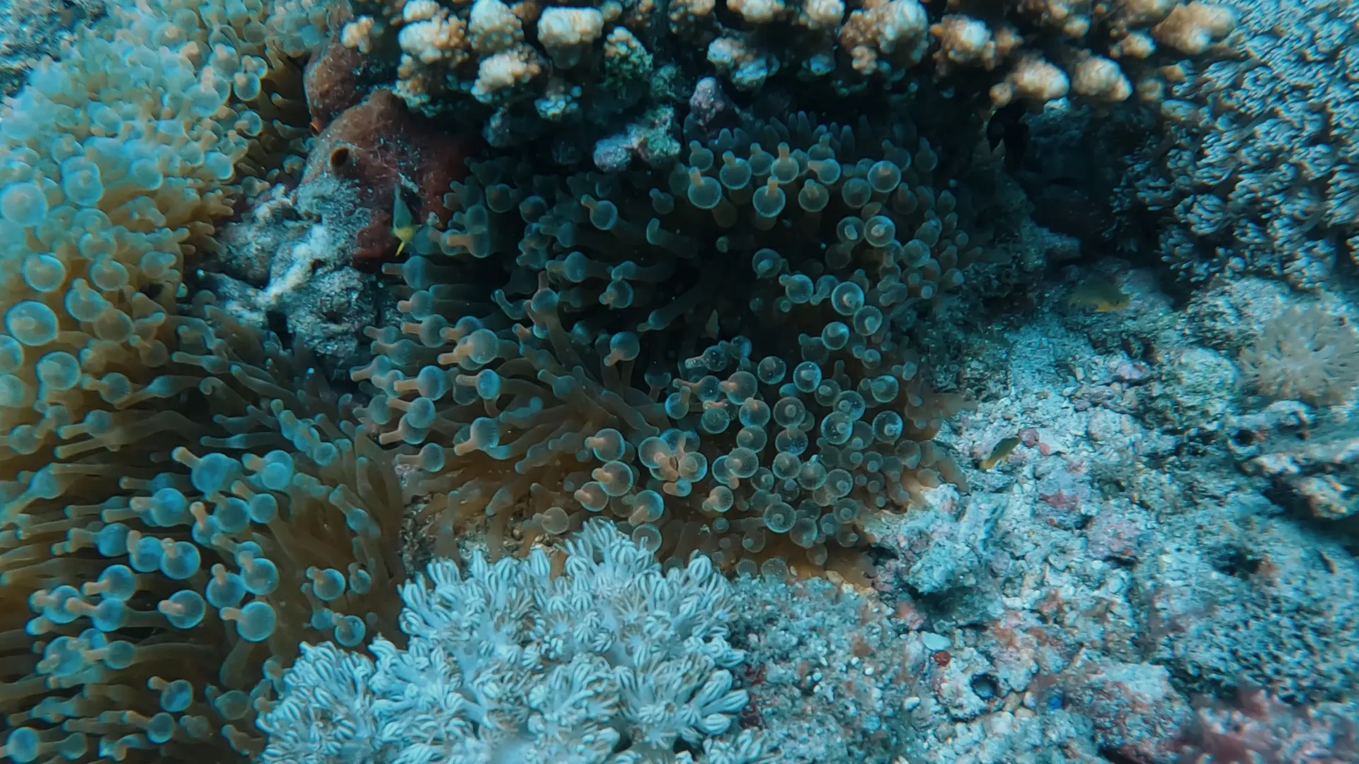Bell coral surrounded by coral