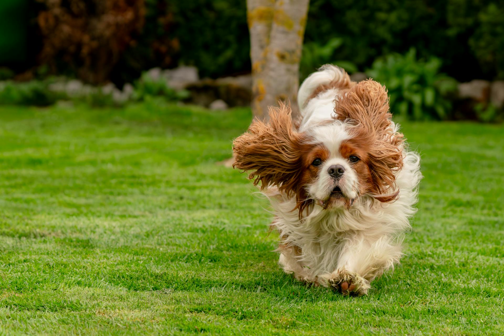 A Cavalier King Charles Spaniel is running along the green grass beside a garden.