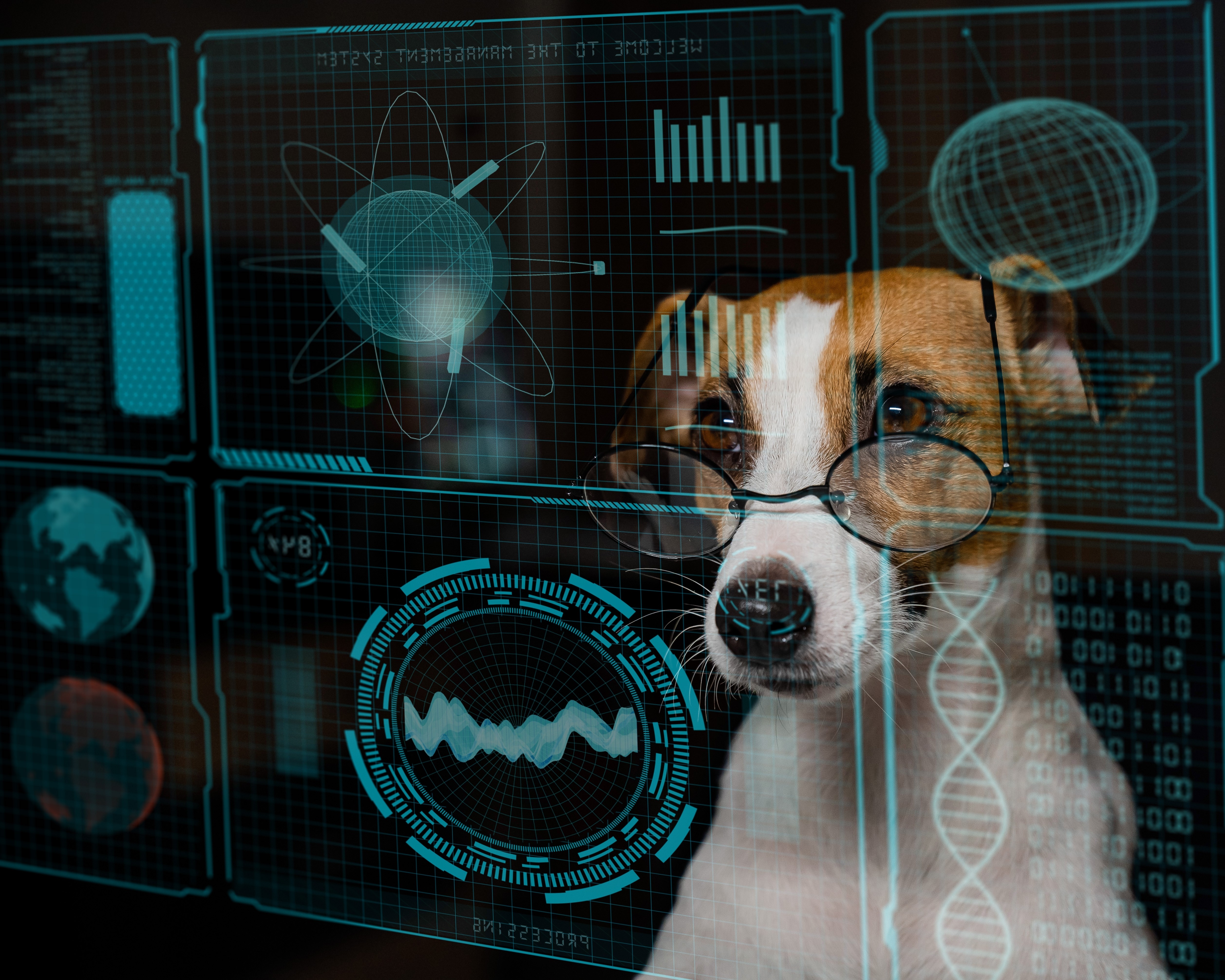 dog jack russell terrier in eyeglasses looks at HUD menu