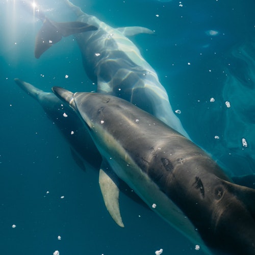 Two dolphins swimming underwater, surrounded by blue water with light reflections and air bubbles.
