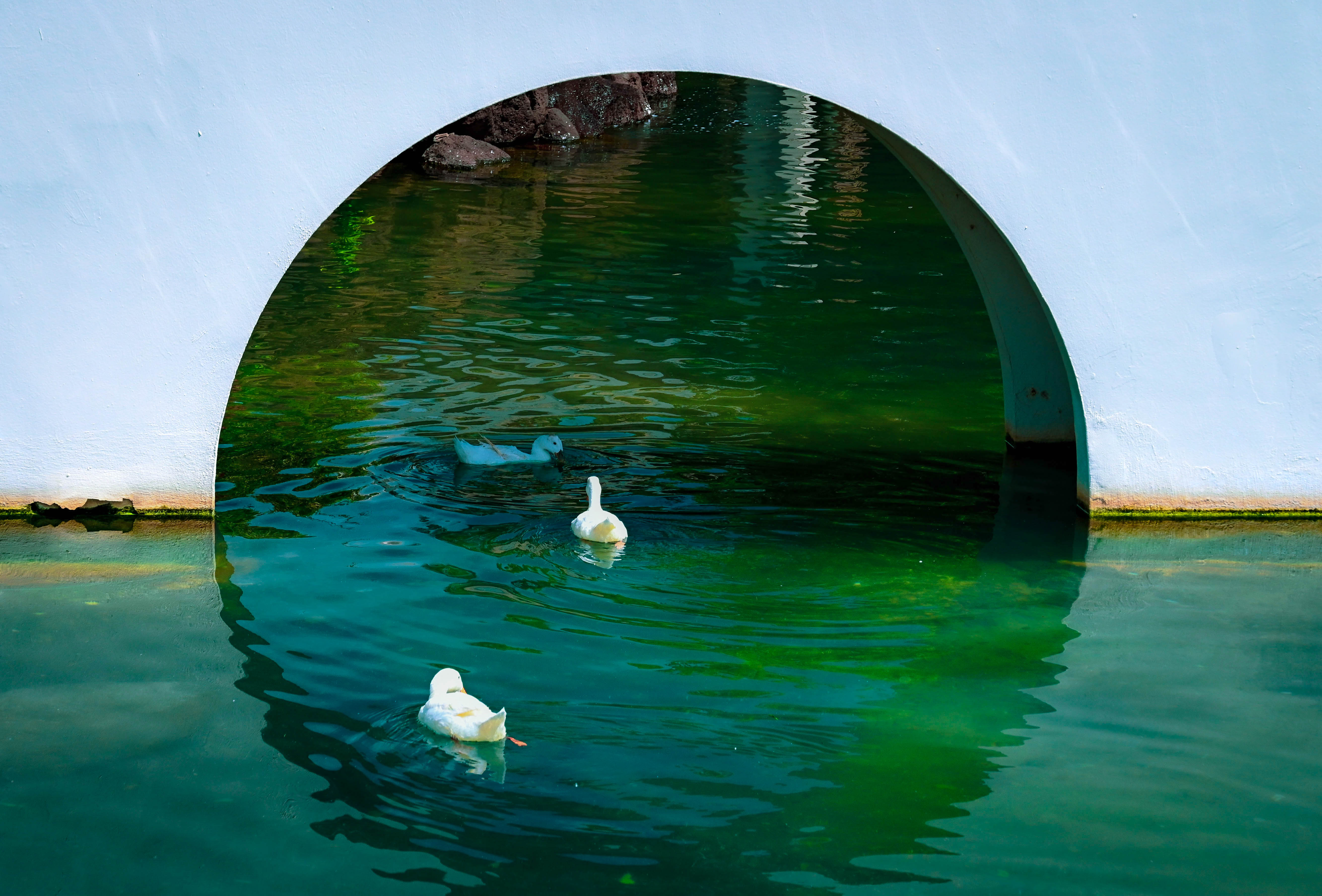 Ducks entering a Portal