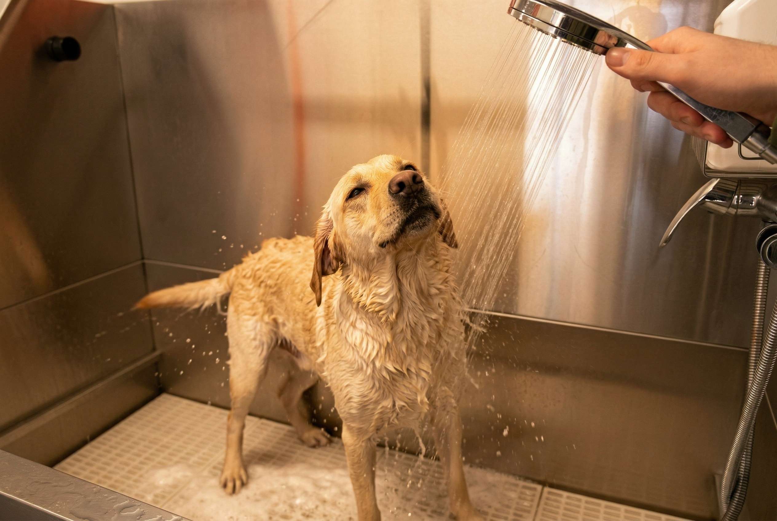 Free dog grooming facilities