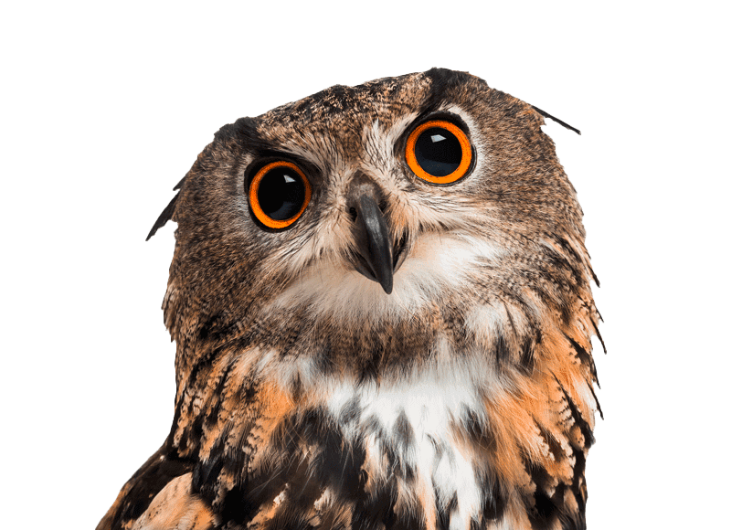 Eule mit orangen Augen
