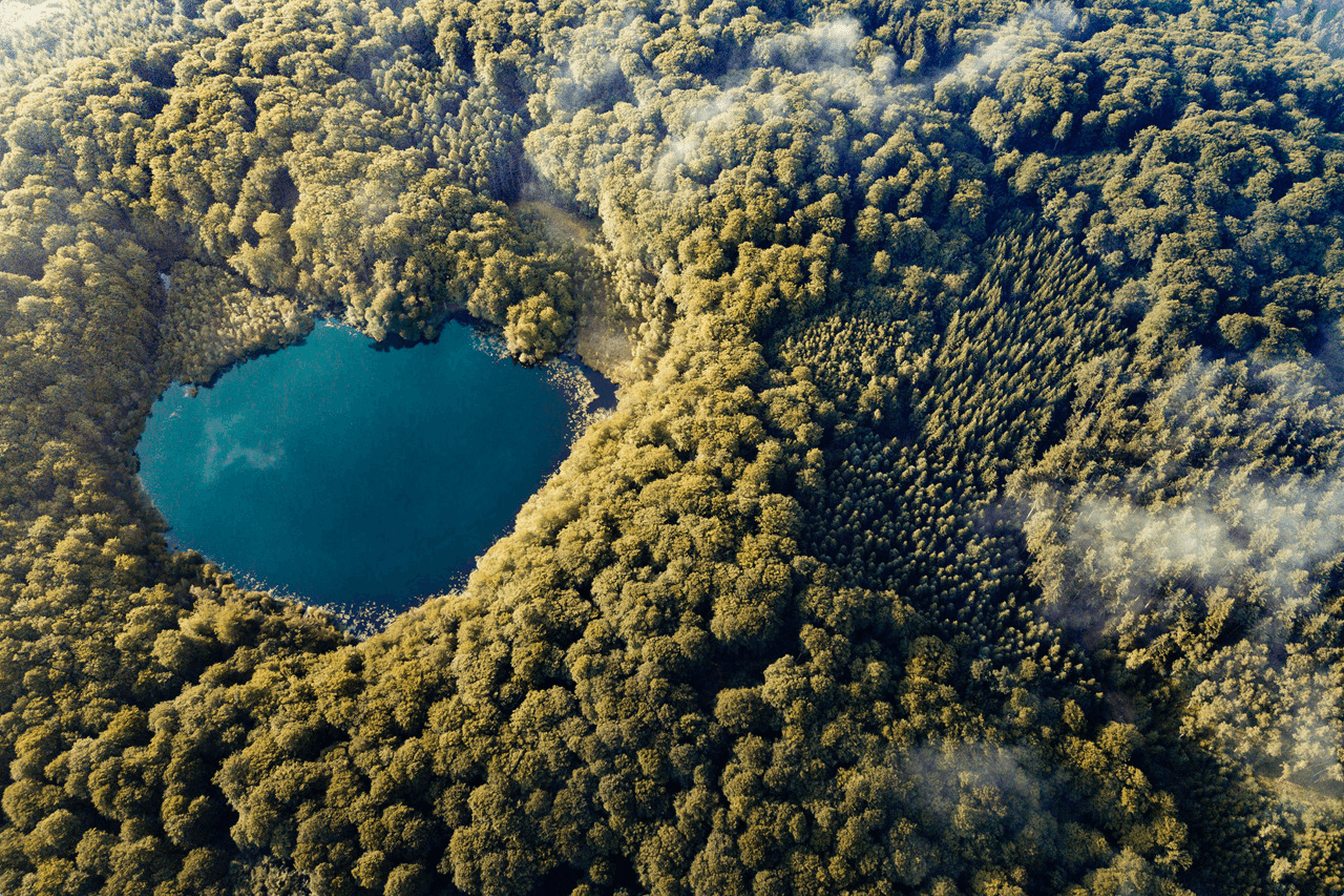 Heart-shaped lake surrounded by dense forest