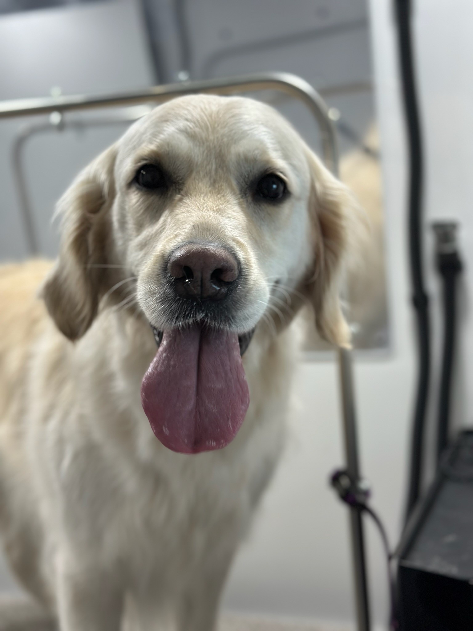 Happy white Golden Retriever with tongue out during mobile dog grooming Orange County session