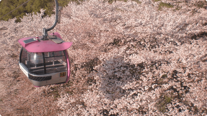 Cable car passing above sakura at Yomiuri Land