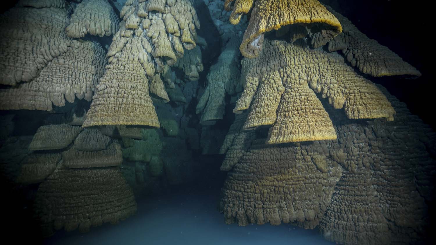 Dynamic picture of a cyclist riding downhill