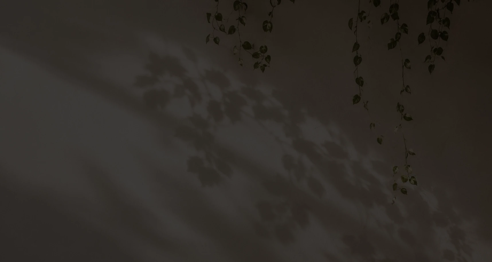 vines with sunlight and shadows
