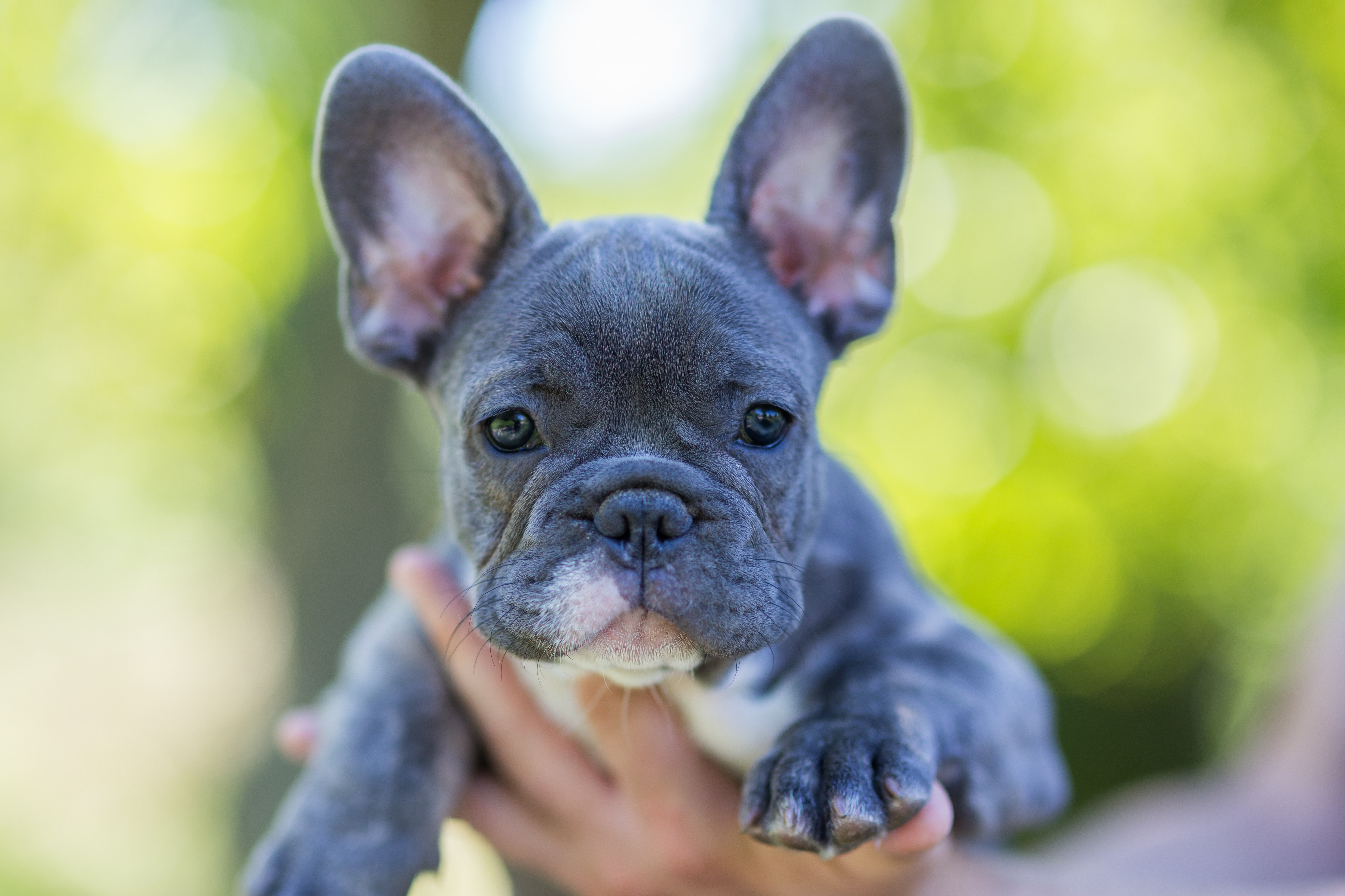 A blue and white puppy French Bulldog from Clearwater French Bulldogs