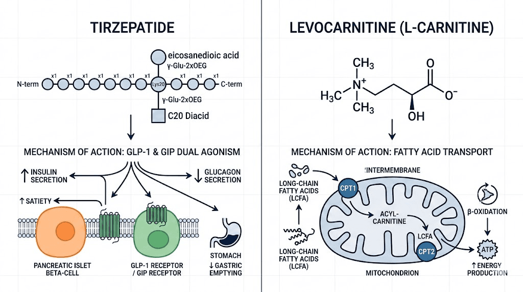 Tirzepatide and levocarnitine compound molecular diagram