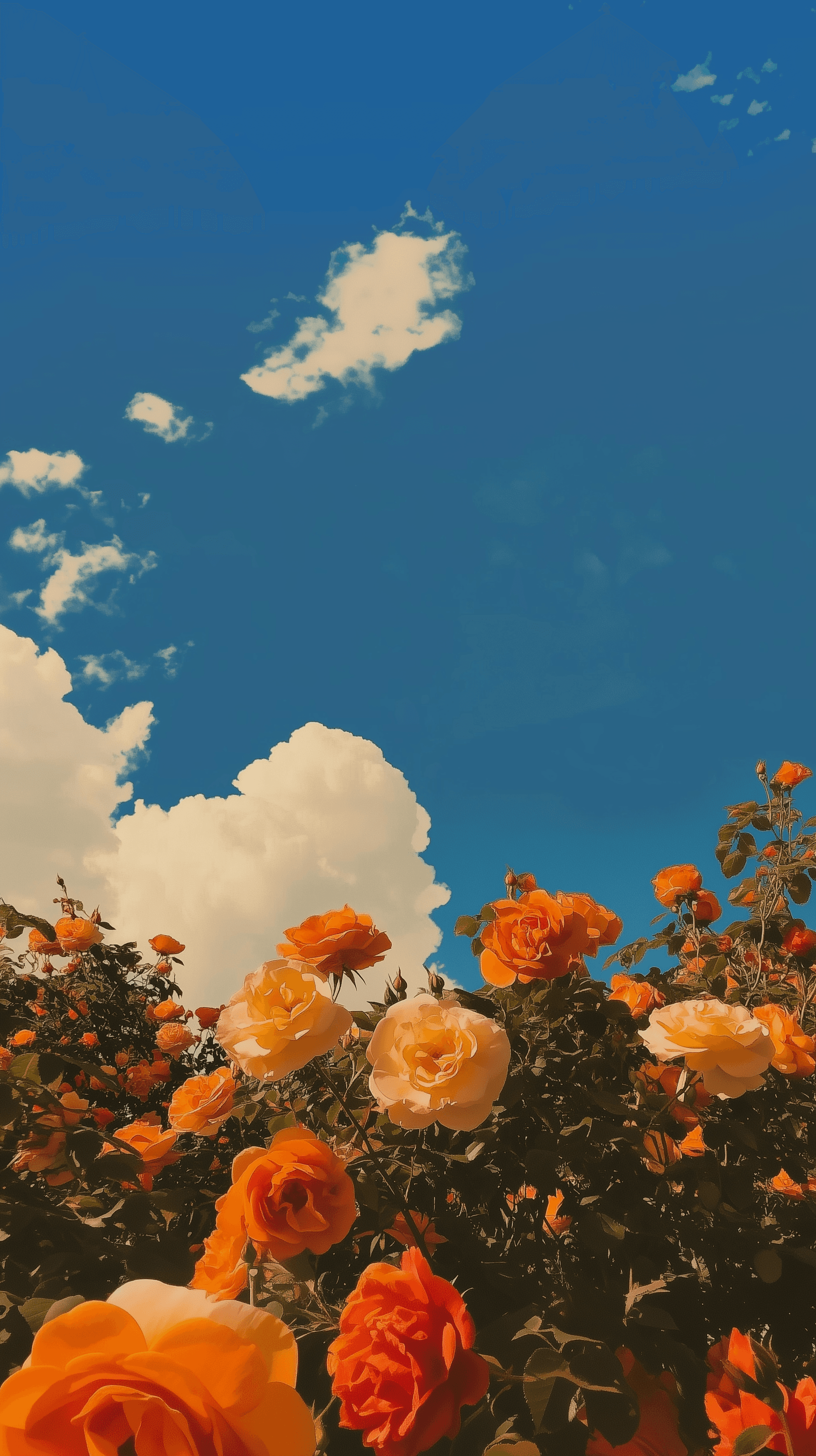 Wallpaper of yellow and orange roses with , aesthetic, dreamy, phone-worthy wallpaper, photographic style